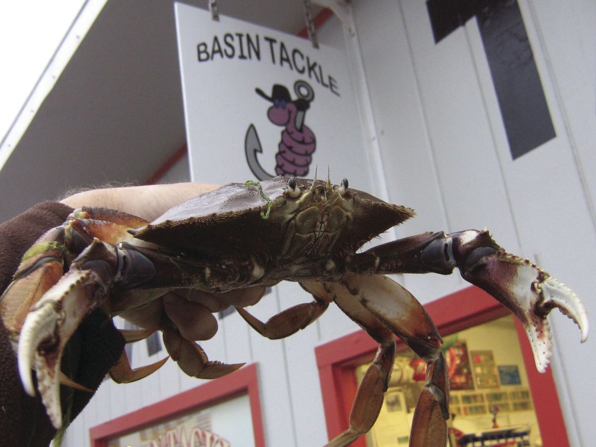 Ropeless fishing gear for California Dungeness Crab will expand this spring
