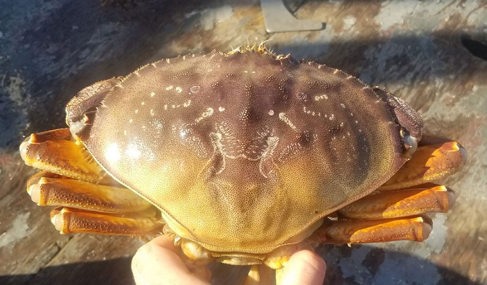 Wood introduces bill to name Dungeness crab state’s official crustacean