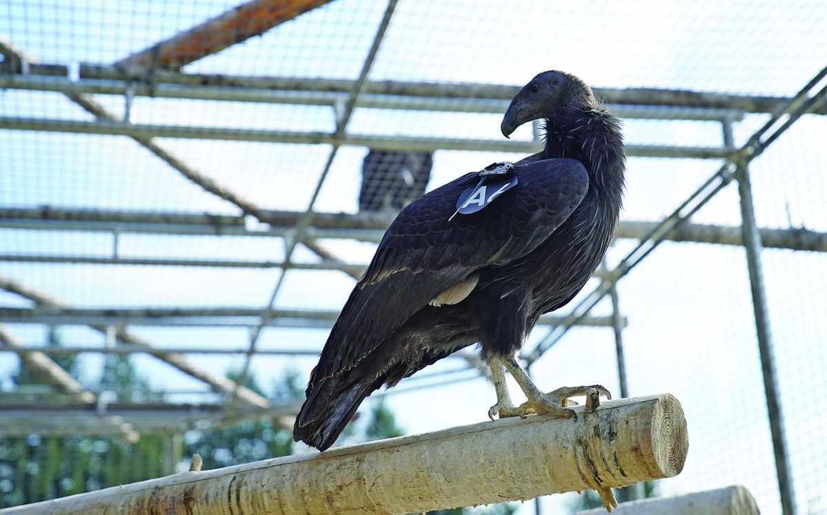 More condors released over the redwoods