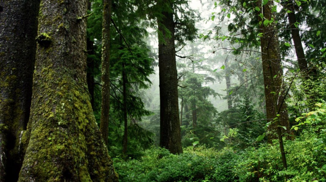 More protections coming for old-growth forests under federal plans