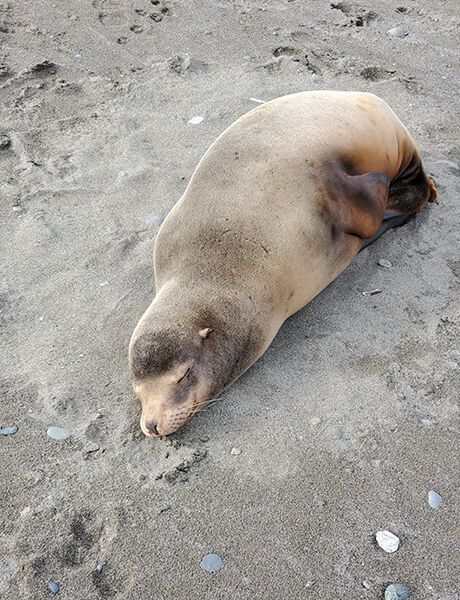 Wildlife Alert: Coastal visitors should keep away from sea lions on the beach, leash dogs