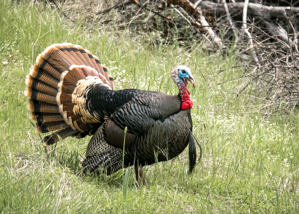 California offers abundant opportunities for 2022 spring turkey season