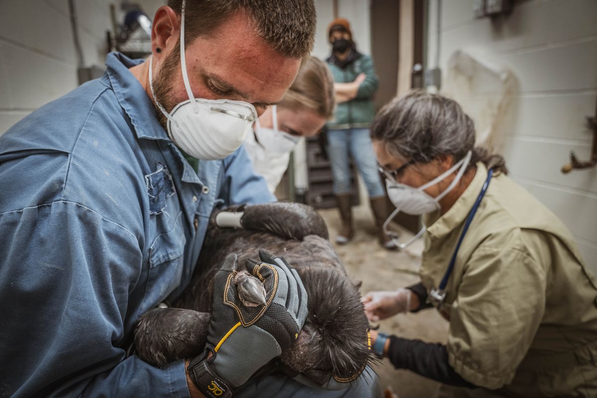 Young condor receives treatment for lead poisoning