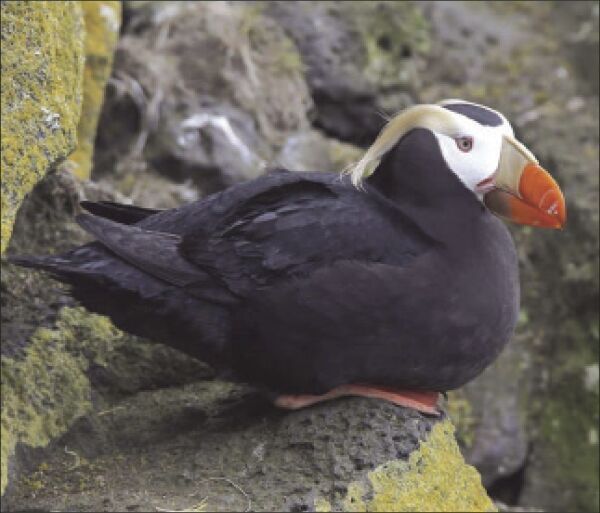 A Species in Rapid Decline: New Efforts to Recover the Tufted Puffin