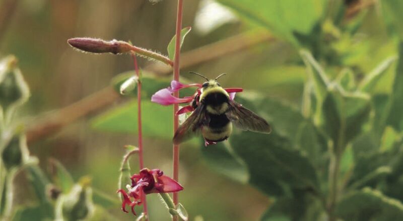 CDFW seeks public comment related to bumble bees
