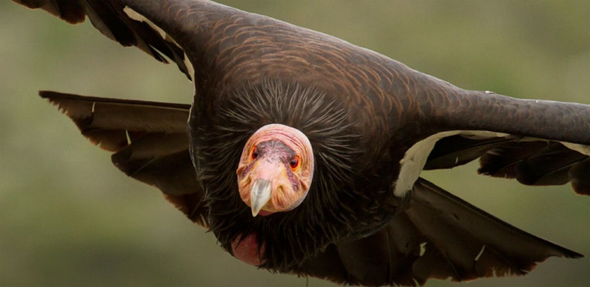 For the first time in a century, California Condors will take flight in the Pacific Northwest