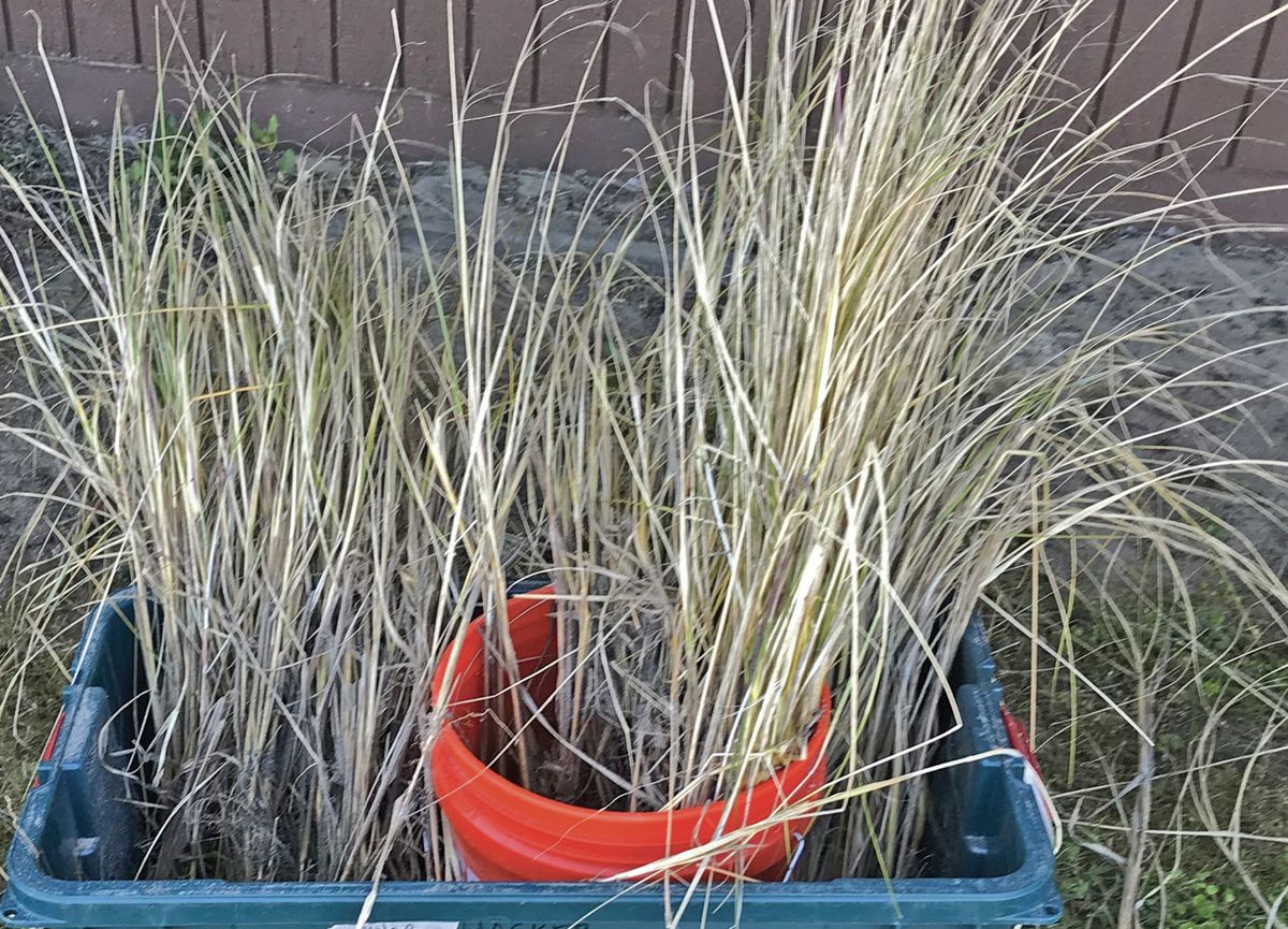 Oregon State University research shows two invasive beachgrasses are hybridizing