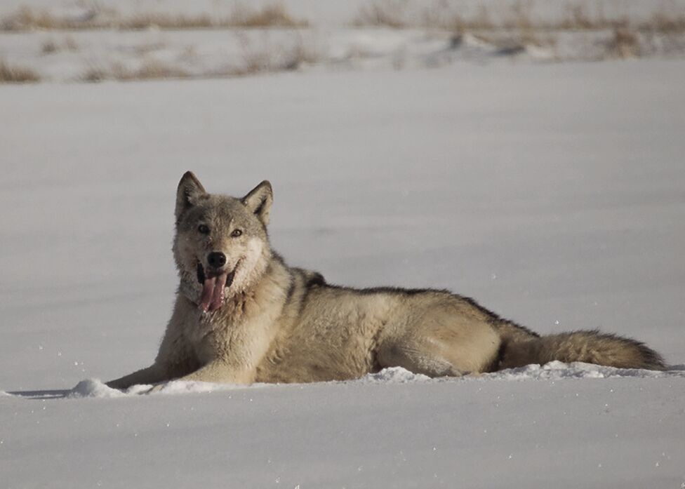 Column: Wolf hate on the rise in the West, with ranchers often in driver’s seat