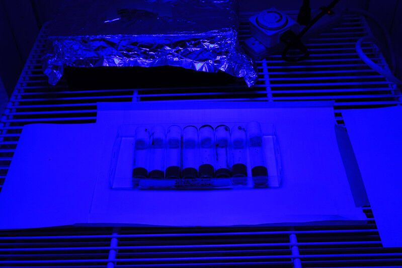 Harm from blue light exposure increases with age, Oregon State University research suggests