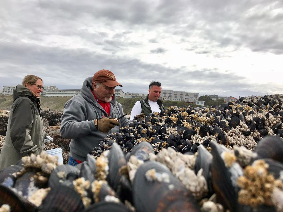 Mussel harvesting reopens coastwide in Oregon