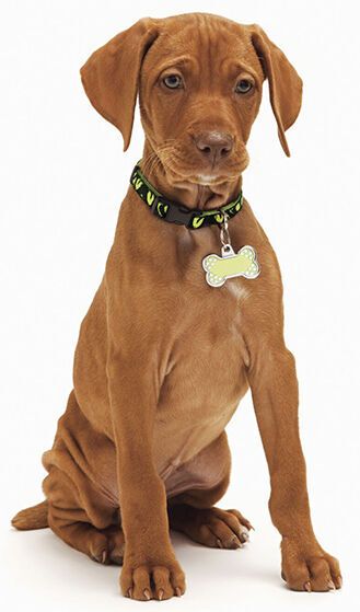Gifting Pet Owners