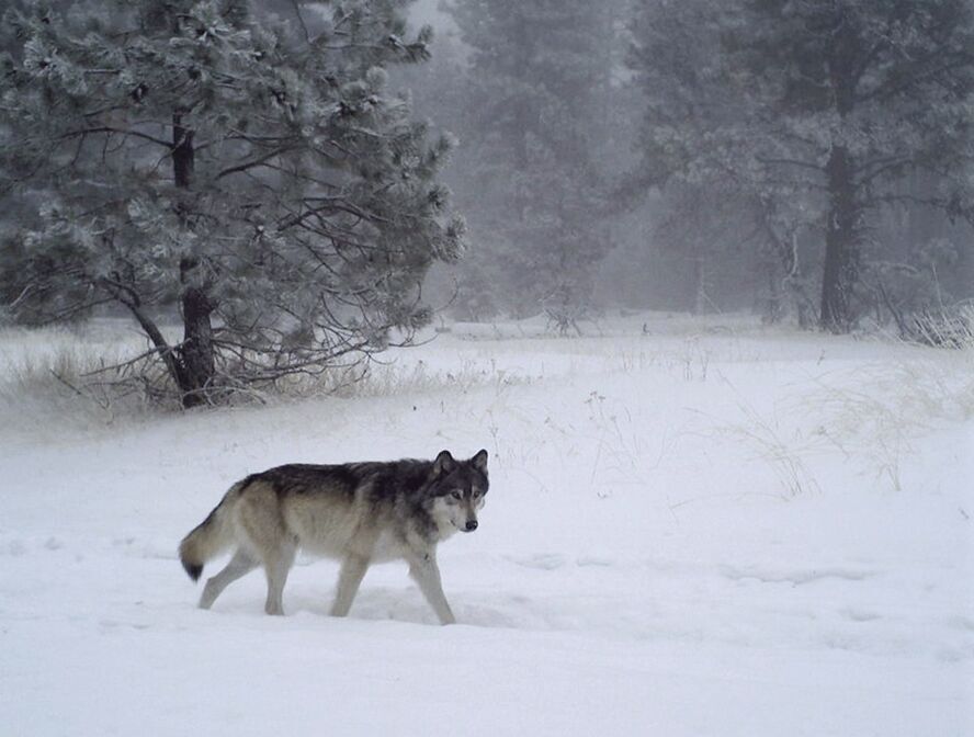 Oregon wolves expected to spread west and south