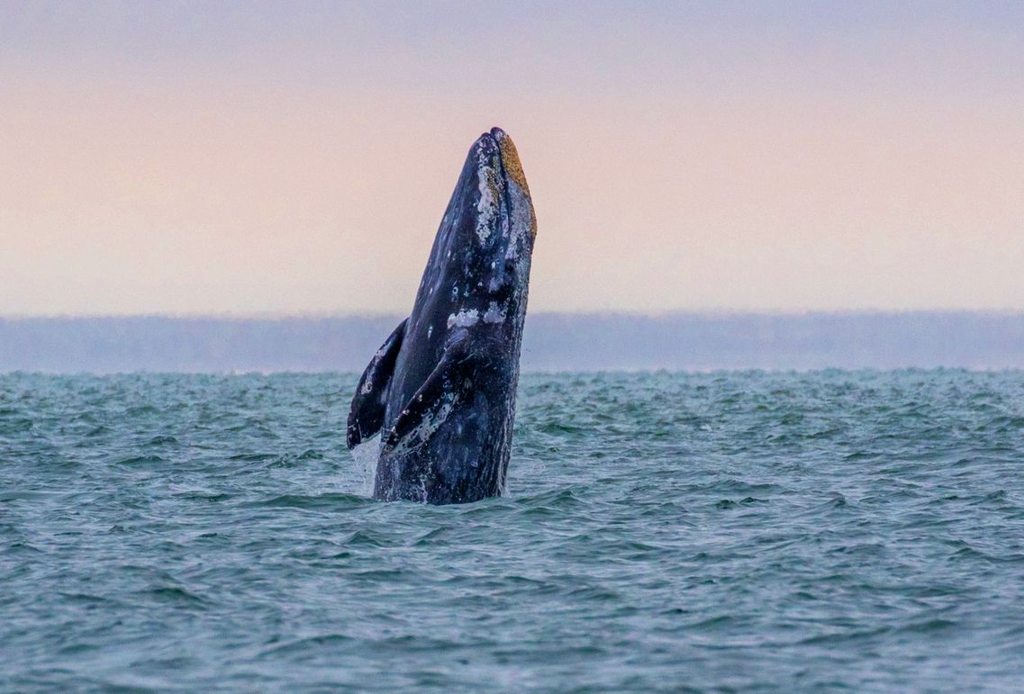 Photos - Whale Watching returns to the Oregon Coast Dec. 27-31