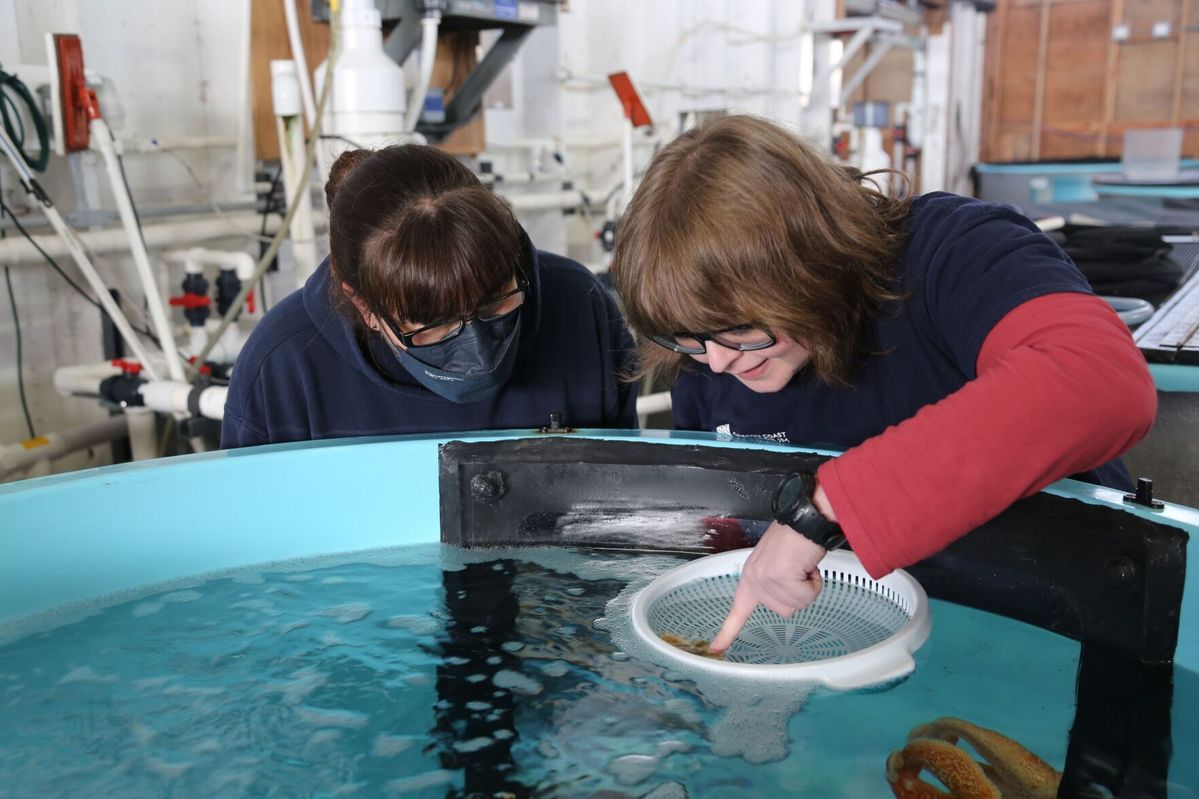 Saving the Sea Stars: Oregon Coast Aquarium develops treatment plan