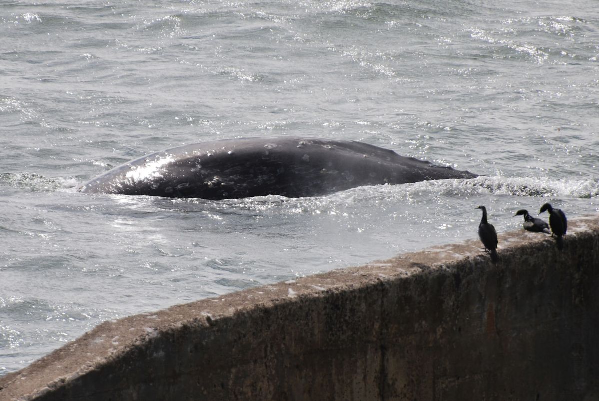 Hormone metabolites found in poop give researchers new insight into whale stress