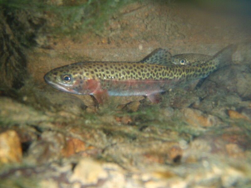 Governor Newsom tours North Coast salmon recovery projects, announces new initiative