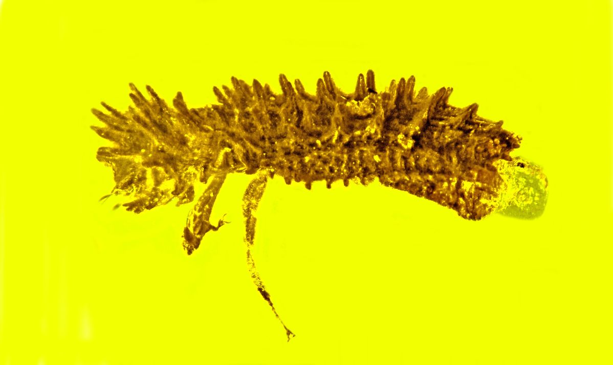 Master of disguise is new genus and species of cylindrical bark beetle