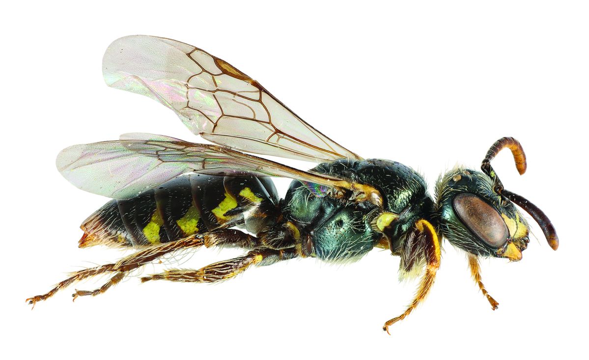 New online guides will aid in identification of native bees
