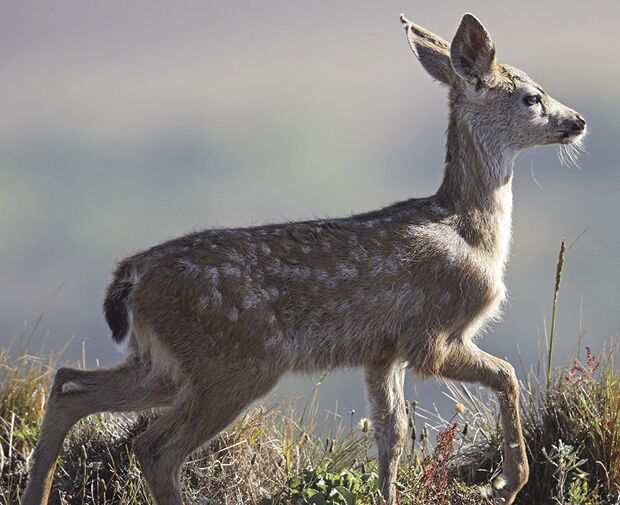 Let sleeping fawns lie: CDFW urges public to leave deer fawns alone