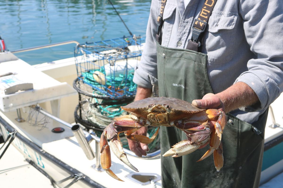 Dungeness crab season delayed due to whales