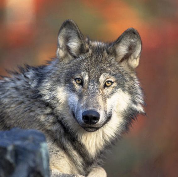 New Research: How wild wolves may be key in improving domestic dogs' health