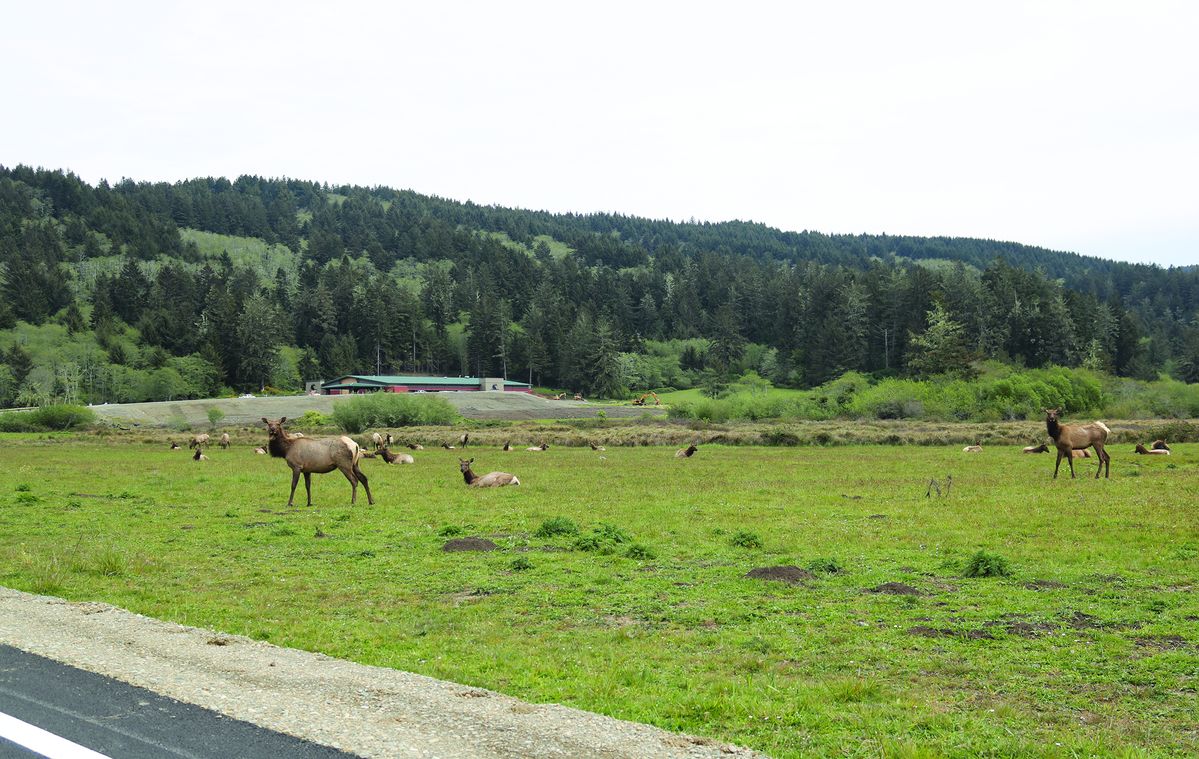 New Elk Valley Casino officially opens