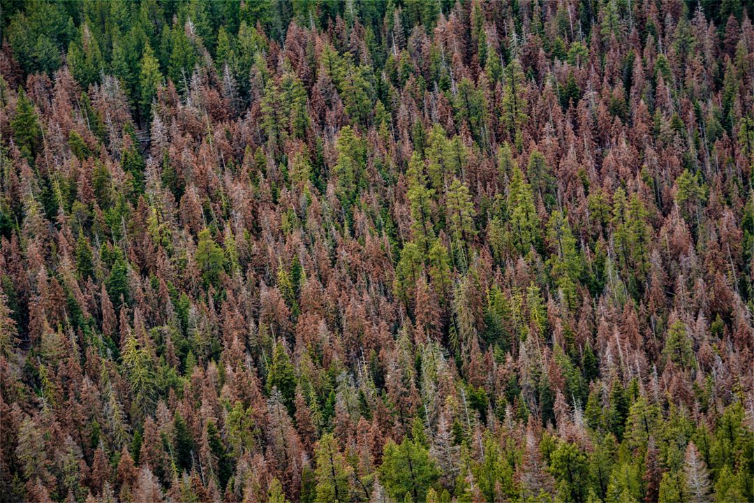 The future of northwest forests in a changing climate