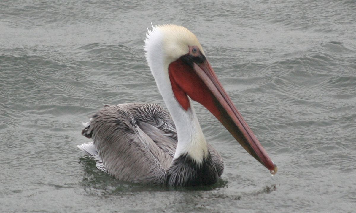 ODFW investigating cause of sick and dead brown pelicans along the Oregon coast