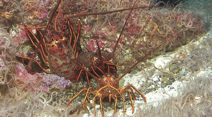 Spiny lobster recreational and commercial fisheries open