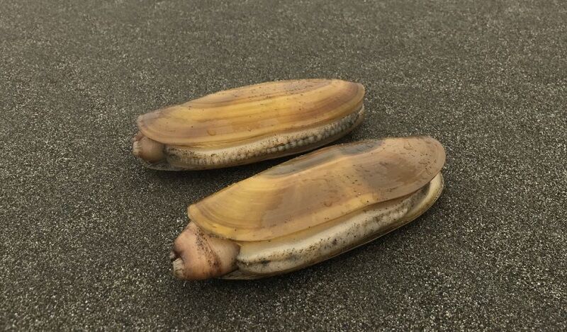 Fish and Wildlife director closes Razor Clam Fishery in Del Norte County