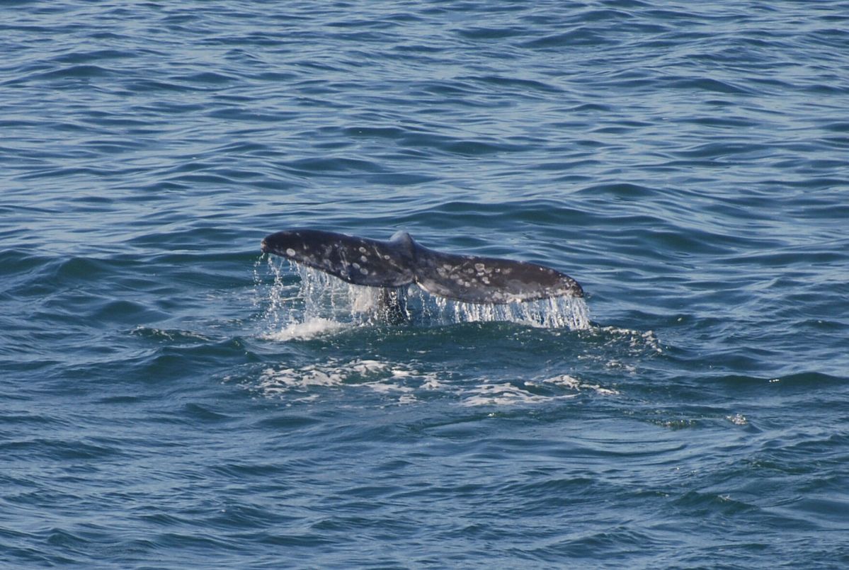 Oregon Coast to hold Whale Watch Week in person for the first time since 2019
