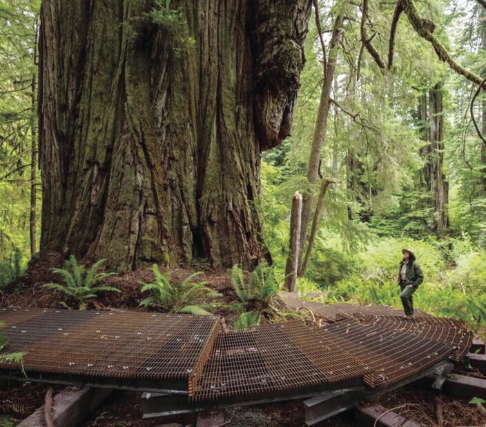 Boardwalk construction complete in Jedediah Smith Redwoods State Park