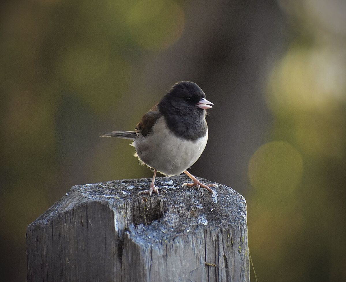 Writers on the Range: A warning from the snowbirds