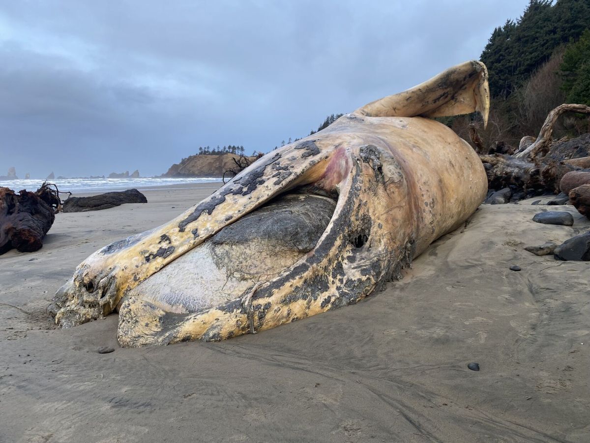 Washed Ashore: Fourth whale discovered, 'purely a coincidence'