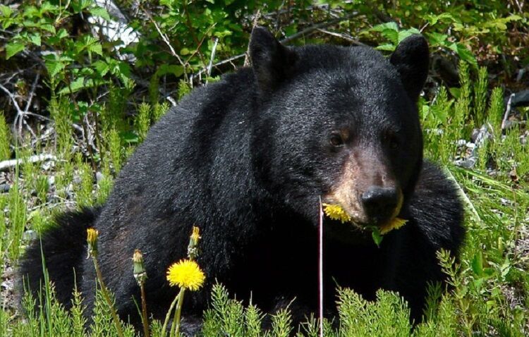 Spring Is Here, And With It Some Very Hungry Bears: Keep Tahoe Bears Wild!