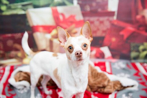 Nine tips to keep your pets safe during first COVID-19 holiday season