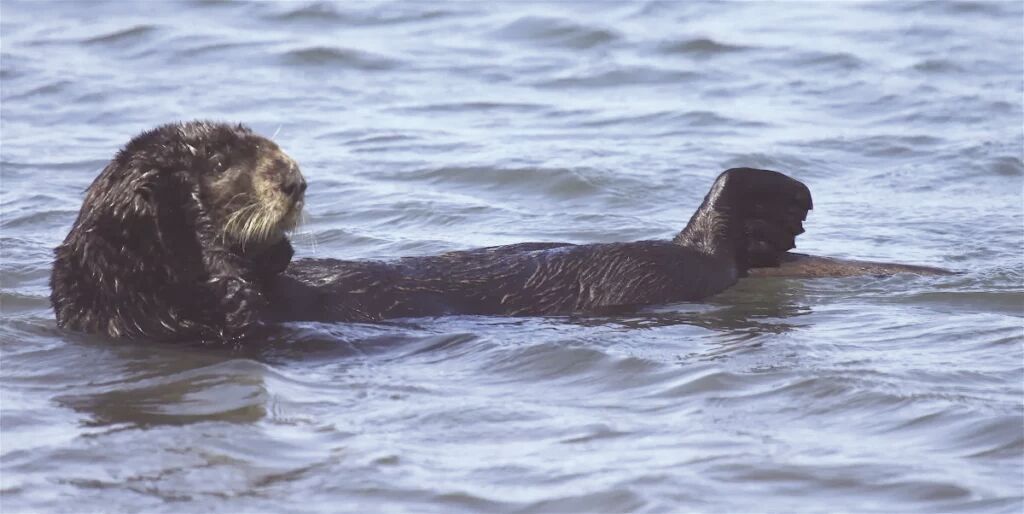 Scholars reveal history of sea otters, a now-absent cultural keystone species in Oregon