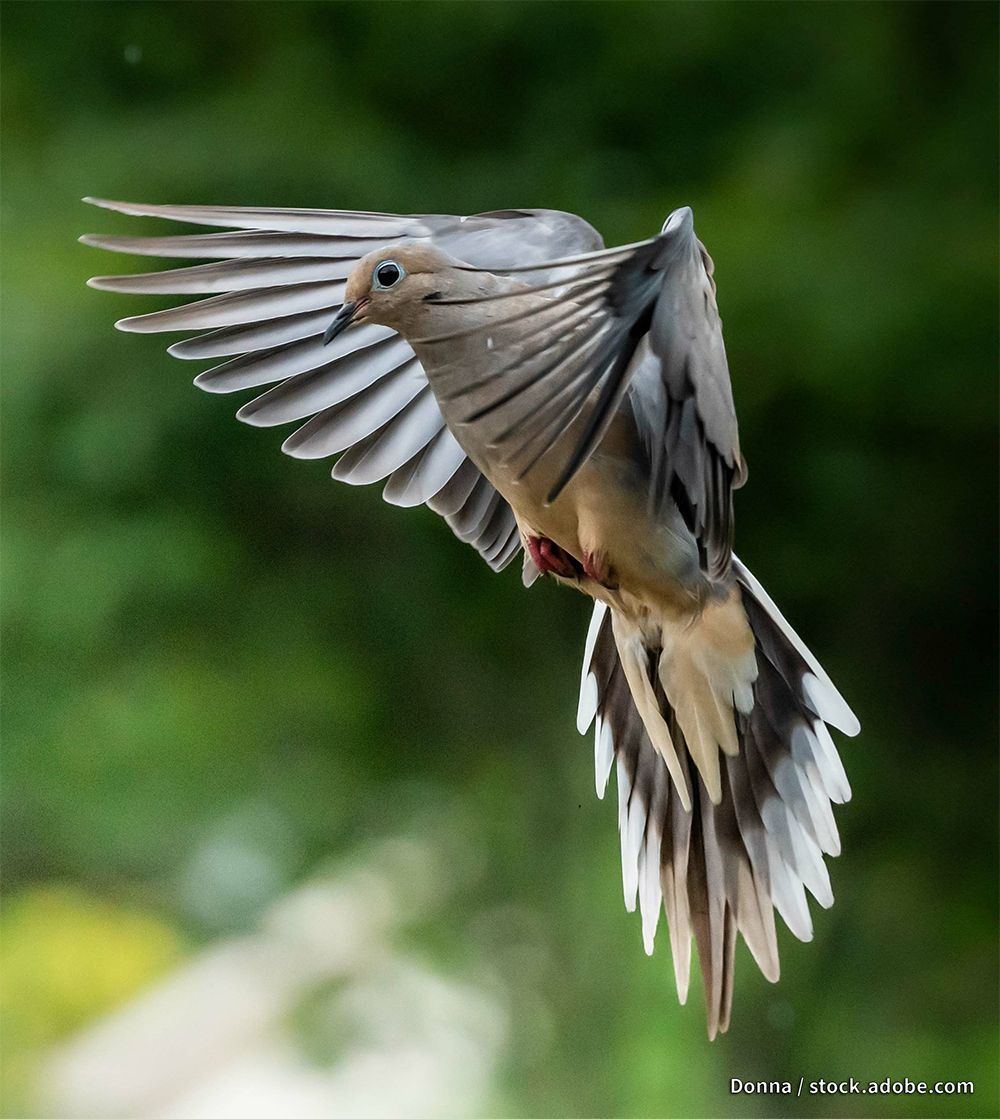 Dove Season Opening Sept. 1; Opportunities Available Throughout California
