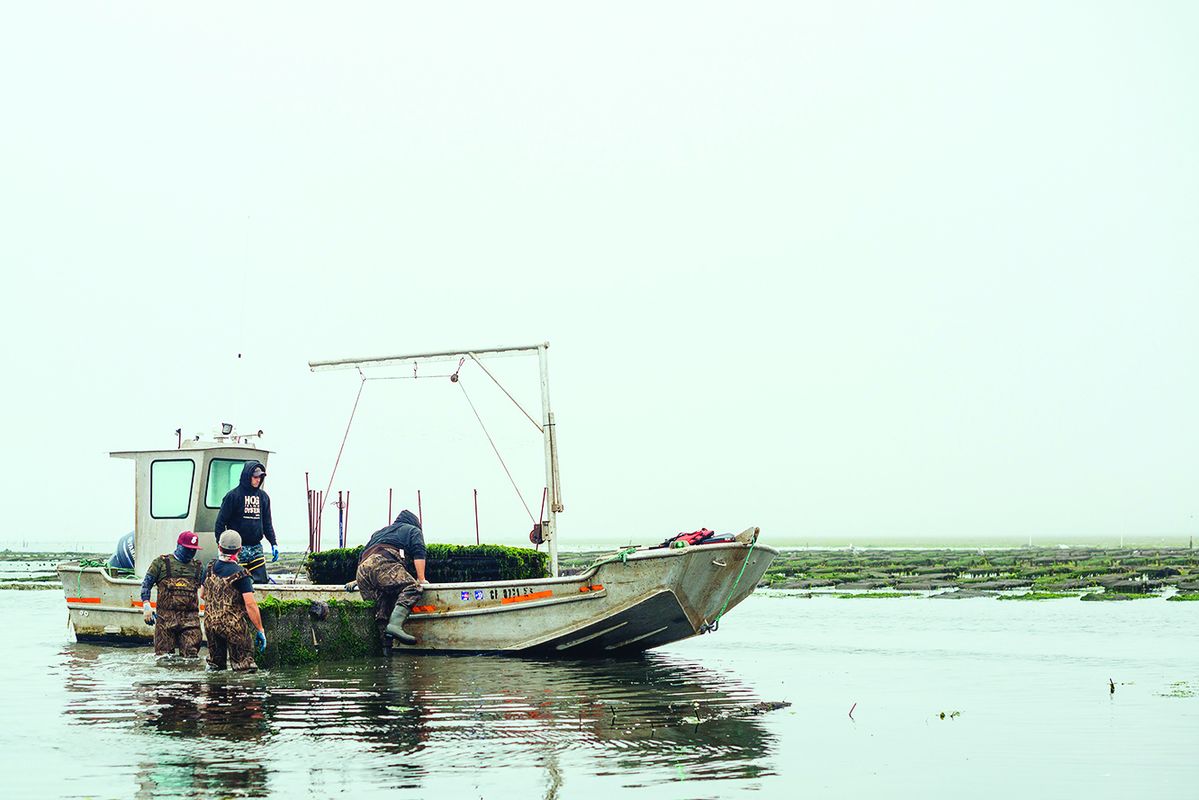 Shellfish farmers need greater flexibility to face climate change