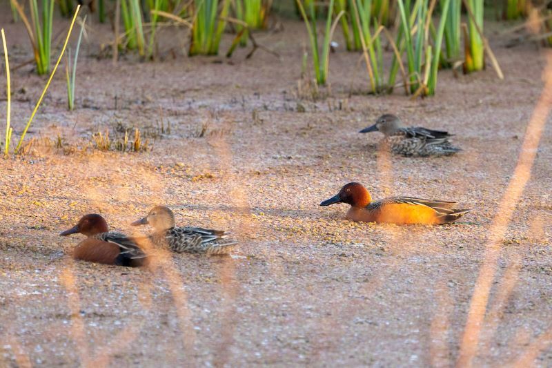 CDFW Seeks Artists to Enter Duck Stamp Contest