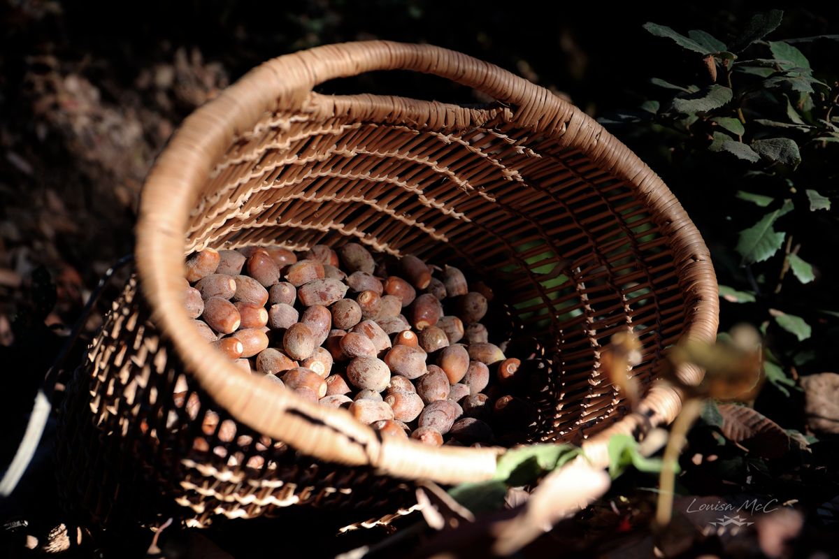 Yurok Tribe purchases 40-acre parcel for food security farm