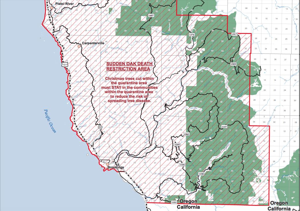 Christmas tree permits available Nov. 8