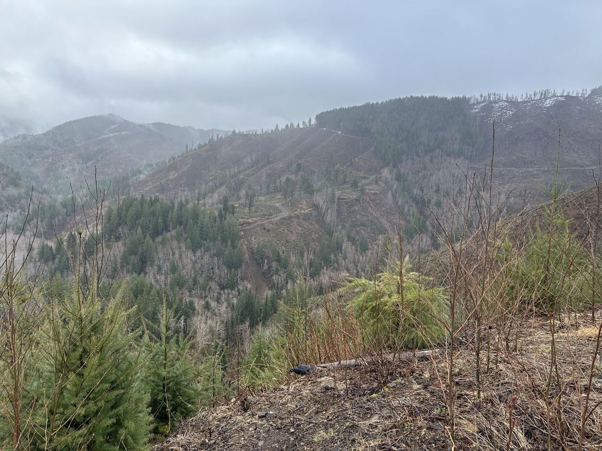 Board of Forestry finalizes HCP