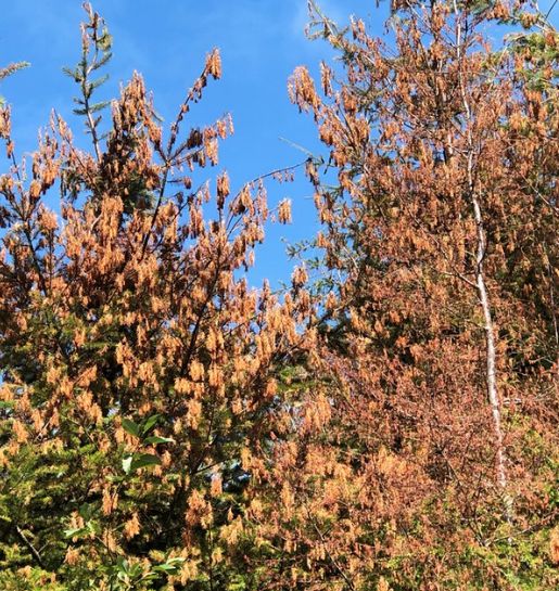 Tree Scorching: New report shows 'heat dome' damage
