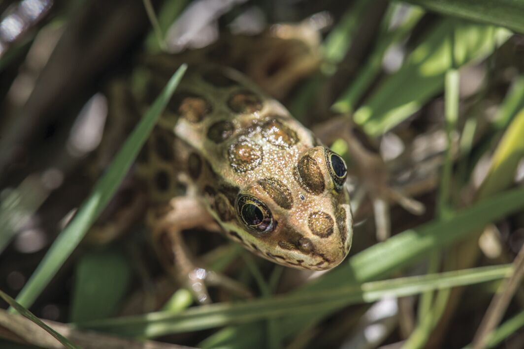 Zoo-reared leopard frogs hop back into wild