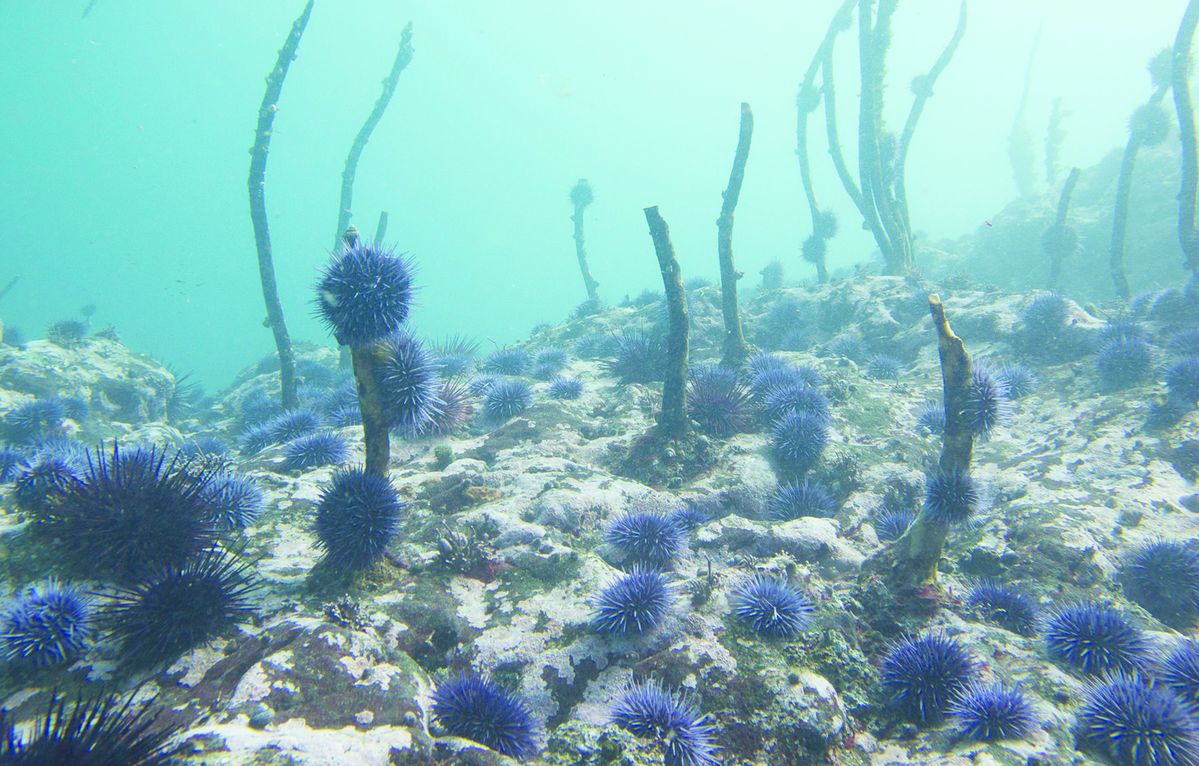 Scientists looking for answers to climate impact along coast