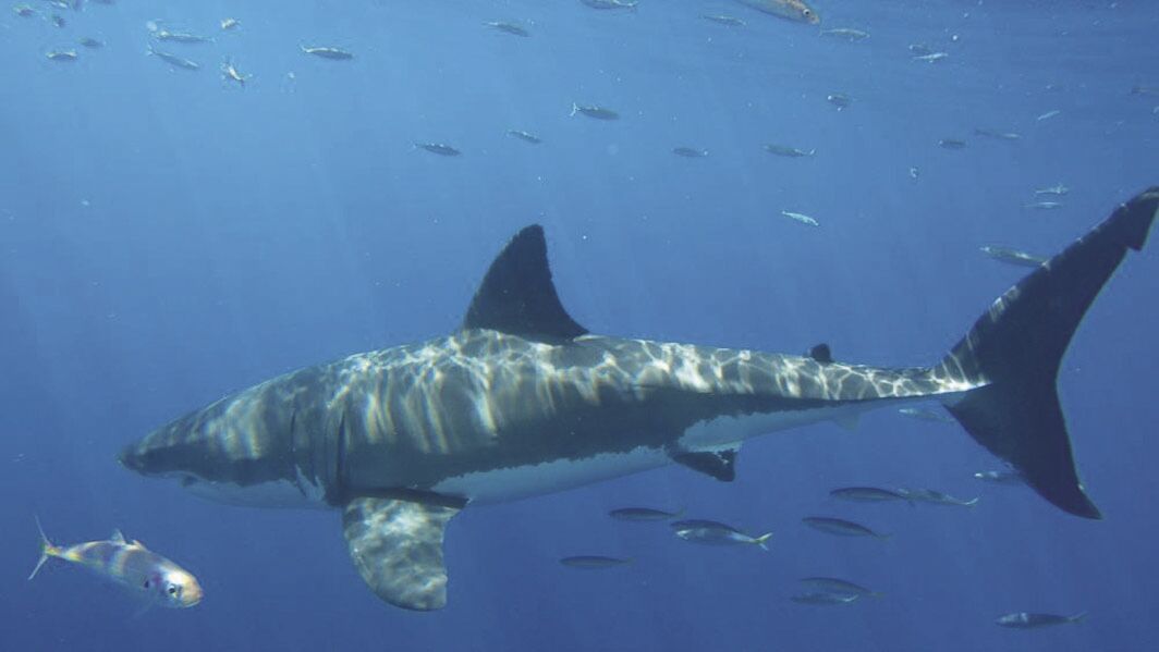 AB 2109 signed into law, providing new protections for white sharks