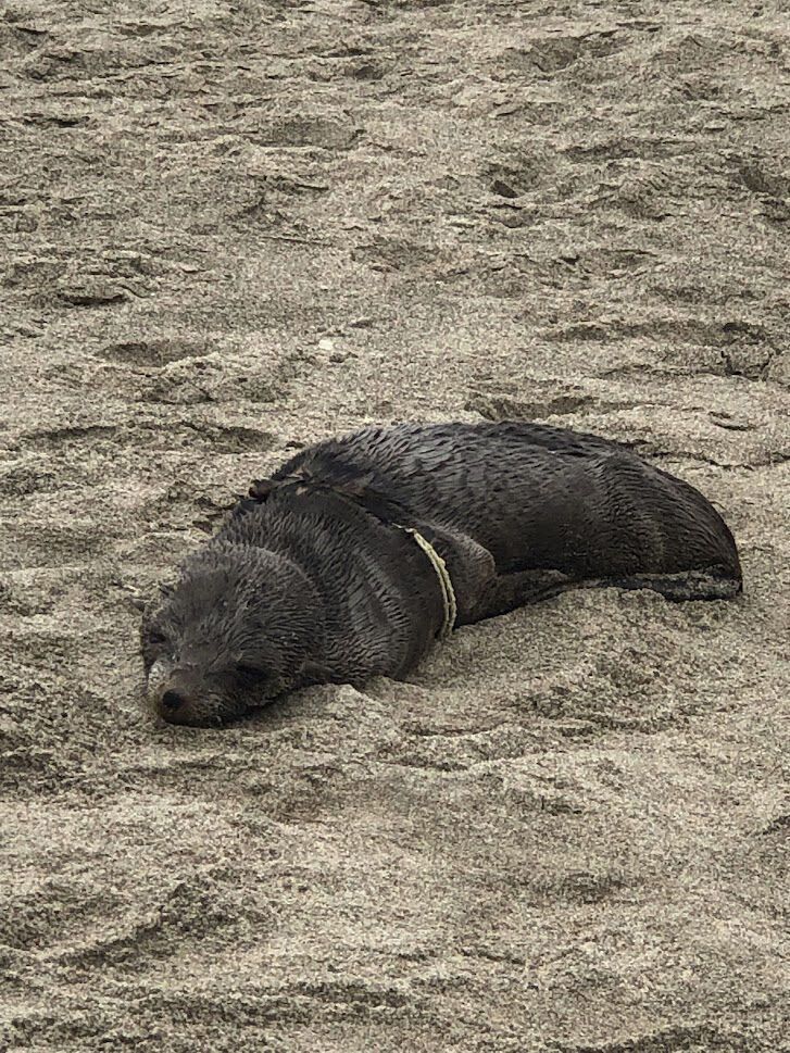 Guadalupe fur seal receives care at Oregon Coast Aquarium