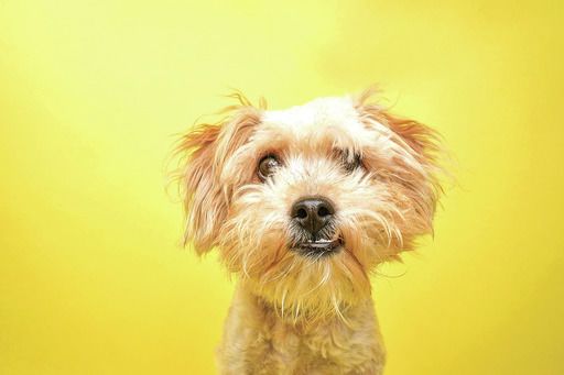 Get your dog licensed by Feb. 3