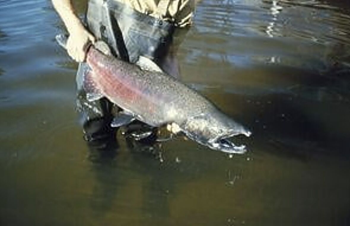 California, Oregon coastal Chinook Salmon move closer to Endangered Species Protection